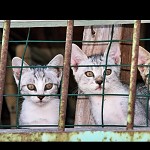 Trois petits chats et puis s'en vont. מיצי, קיצי וקישטה